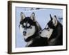 Siberian Husky Sled Dogs Pair in Snow, Northwest Territories, Canada March 2007-Eric Baccega-Framed Photographic Print