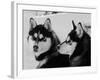 Siberian Husky Sled Dogs Pair in Snow, Northwest Territories, Canada March 2007-Eric Baccega-Framed Photographic Print