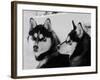 Siberian Husky Sled Dogs Pair in Snow, Northwest Territories, Canada March 2007-Eric Baccega-Framed Photographic Print