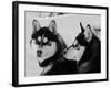 Siberian Husky Sled Dogs Pair in Snow, Northwest Territories, Canada March 2007-Eric Baccega-Framed Photographic Print