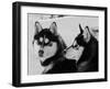 Siberian Husky Sled Dogs Pair in Snow, Northwest Territories, Canada March 2007-Eric Baccega-Framed Photographic Print