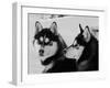 Siberian Husky Sled Dogs Pair in Snow, Northwest Territories, Canada March 2007-Eric Baccega-Framed Photographic Print