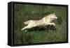 Siberian Husky-null-Framed Stretched Canvas