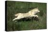 Siberian Husky-null-Stretched Canvas