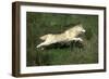 Siberian Husky-null-Framed Photographic Print