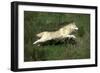 Siberian Husky-null-Framed Photographic Print