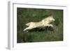 Siberian Husky-null-Framed Photographic Print