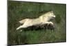 Siberian Husky-null-Mounted Photographic Print