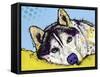 Siberian Husky-Dean Russo-Framed Stretched Canvas