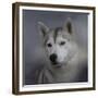 Siberian Husky-Jai Johnson-Framed Giclee Print