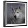 Siberian Husky-Jai Johnson-Framed Giclee Print