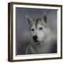 Siberian Husky-Jai Johnson-Framed Premium Giclee Print