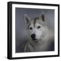 Siberian Husky-Jai Johnson-Framed Premium Giclee Print