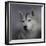 Siberian Husky-Jai Johnson-Framed Premium Giclee Print