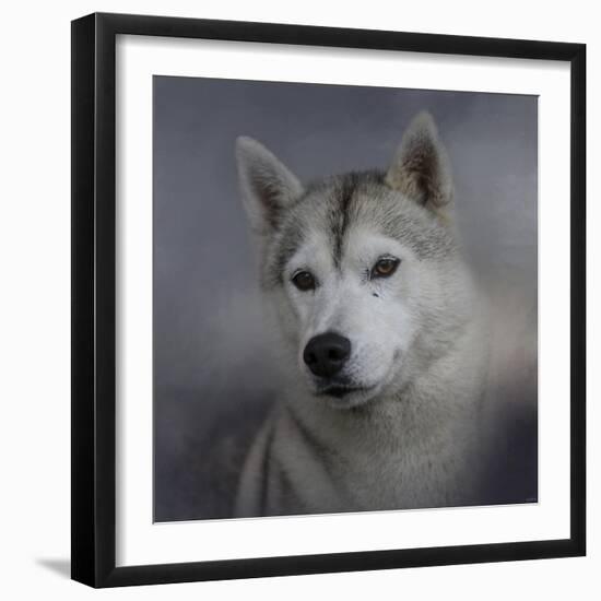 Siberian Husky-Jai Johnson-Framed Premium Giclee Print