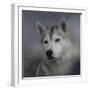 Siberian Husky-Jai Johnson-Framed Premium Giclee Print