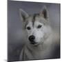 Siberian Husky-Jai Johnson-Mounted Premium Giclee Print