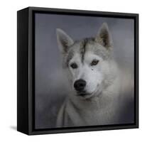 Siberian Husky-Jai Johnson-Framed Stretched Canvas