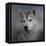 Siberian Husky-Jai Johnson-Framed Stretched Canvas