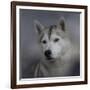 Siberian Husky-Jai Johnson-Framed Giclee Print