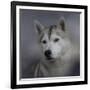 Siberian Husky-Jai Johnson-Framed Giclee Print