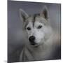 Siberian Husky-Jai Johnson-Mounted Giclee Print