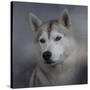 Siberian Husky-Jai Johnson-Stretched Canvas