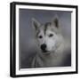 Siberian Husky-Jai Johnson-Framed Giclee Print