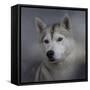 Siberian Husky-Jai Johnson-Framed Stretched Canvas