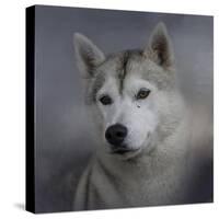 Siberian Husky-Jai Johnson-Stretched Canvas