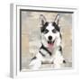 Siberian Husky-Keri Rodgers-Framed Art Print