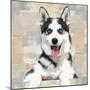 Siberian Husky-Keri Rodgers-Mounted Art Print