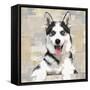 Siberian Husky-Keri Rodgers-Framed Stretched Canvas