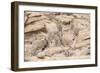 Siberian ibex (Capra sibirica) herd, Altai Mountains, Gobi Desert, Mongolia. November.-Valeriy Maleev-Framed Photographic Print