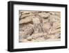 Siberian ibex (Capra sibirica) herd, Altai Mountains, Gobi Desert, Mongolia. November.-Valeriy Maleev-Framed Photographic Print