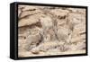 Siberian ibex (Capra sibirica) herd, Altai Mountains, Gobi Desert, Mongolia. November.-Valeriy Maleev-Framed Stretched Canvas