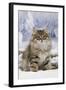 Siberian in Snow-null-Framed Photographic Print