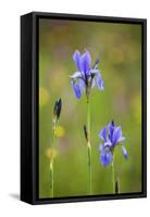 Siberian Iris (Iris Sibirica) Flowers, Eastern Slovakia, Europe, May 2009-Wothe-Framed Stretched Canvas