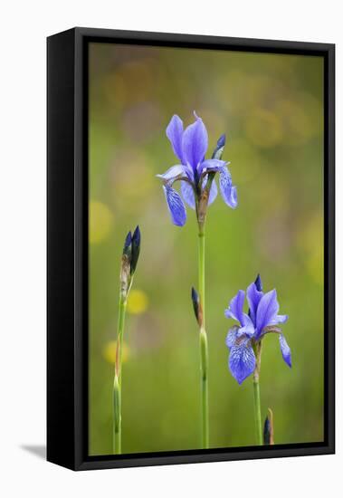 Siberian Iris (Iris Sibirica) Flowers, Eastern Slovakia, Europe, May 2009-Wothe-Framed Stretched Canvas