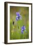 Siberian Iris (Iris Sibirica) Flowers, Eastern Slovakia, Europe, May 2009-Wothe-Framed Photographic Print