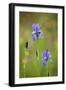 Siberian Iris (Iris Sibirica) Flowers, Eastern Slovakia, Europe, May 2009-Wothe-Framed Photographic Print