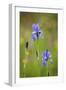 Siberian Iris (Iris Sibirica) Flowers, Eastern Slovakia, Europe, May 2009-Wothe-Framed Photographic Print