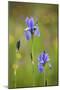 Siberian Iris (Iris Sibirica) Flowers, Eastern Slovakia, Europe, May 2009-Wothe-Mounted Photographic Print