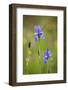 Siberian Iris (Iris Sibirica) Flowers, Eastern Slovakia, Europe, May 2009-Wothe-Framed Photographic Print