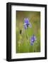 Siberian Iris (Iris Sibirica) Flowers, Eastern Slovakia, Europe, May 2009-Wothe-Framed Photographic Print