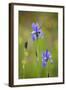 Siberian Iris (Iris Sibirica) Flowers, Eastern Slovakia, Europe, May 2009-Wothe-Framed Photographic Print