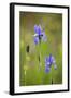 Siberian Iris (Iris Sibirica) Flowers, Eastern Slovakia, Europe, May 2009-Wothe-Framed Photographic Print