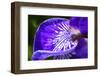 Siberian Iris, USA-Lisa Engelbrecht-Framed Photographic Print