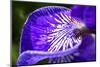 Siberian Iris, USA-Lisa Engelbrecht-Mounted Photographic Print