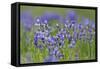 Siberian Irises (Iris Sibirica) in Flower, Eastern Slovakia, Europe, June 2009-Wothe-Framed Stretched Canvas